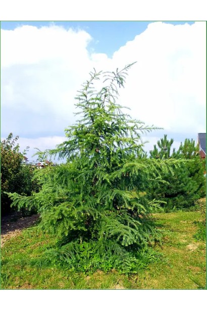 Декоративне хвойне дерево Larix kaempferi
